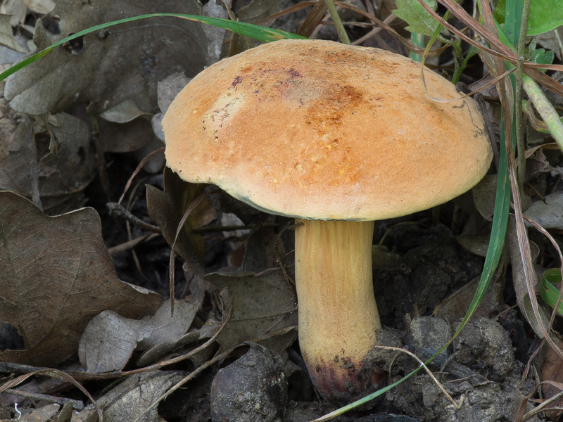 Boletus queletii